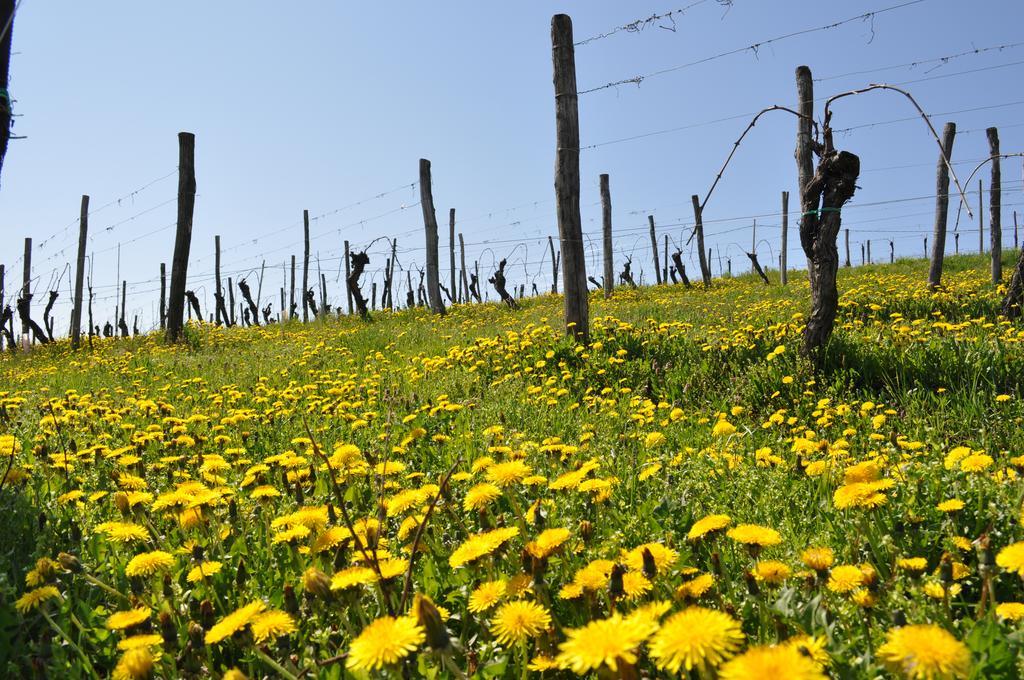 Gigante Wine & Welcome Corno di Rosazzo Экстерьер фото