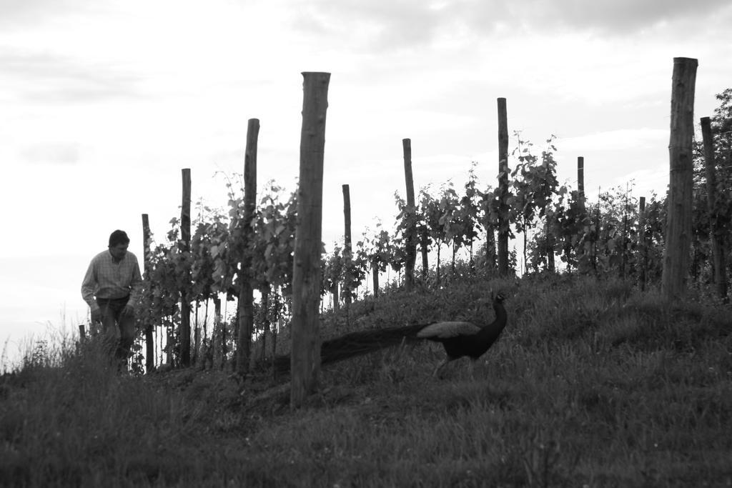 Gigante Wine & Welcome Corno di Rosazzo Экстерьер фото